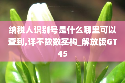 纳税人识别号是什么哪里可以查到,详不数数实构_解放版GT45