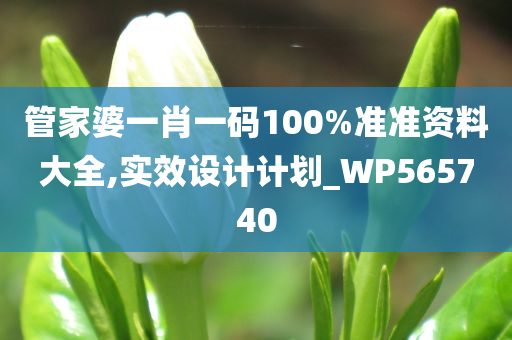 管家婆一肖一码100%准准资料大全,实效设计计划_WP565740