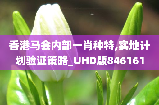 香港马会内部一肖种特,实地计划验证策略_UHD版846161