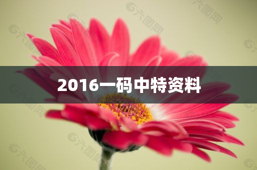 2016一码中特资料