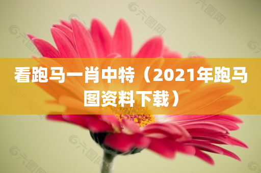 看跑马一肖中特（2021年跑马图资料下载）