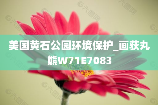 美国黄石公园环境保护_画荻丸熊W71E7083